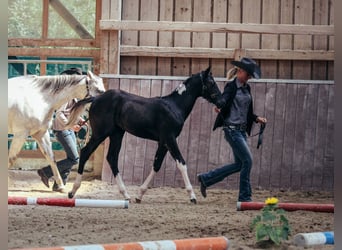American Paint Horse, Jument, 1 Année, Pinto