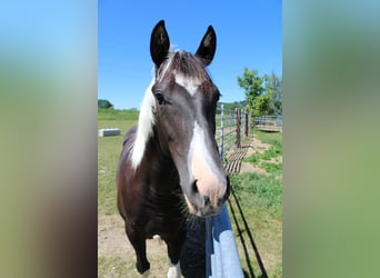 American Paint Horse, Jument, 1 Année, Tobiano-toutes couleurs