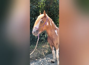 American Paint Horse Croisé, Jument, 2 Ans, 140 cm, Tovero-toutes couleurs