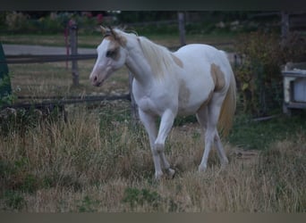 American Paint Horse, Jument, 2 Ans, 141 cm, Buckskin