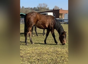 American Paint Horse, Jument, 2 Ans, 150 cm, Bai