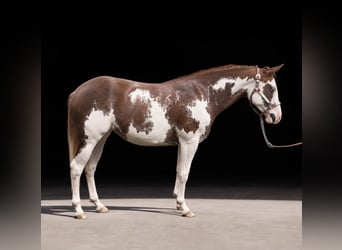 American Paint Horse, Jument, 2 Ans, 150 cm, Overo-toutes couleurs