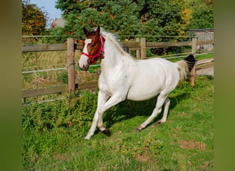 American Paint Horse Croisé, Jument, 2 Ans, 150 cm, Tobiano-toutes couleurs
