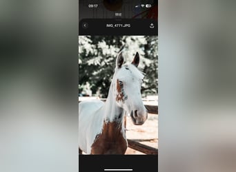 American Paint Horse, Jument, 2 Ans, 150 cm, Tovero-toutes couleurs