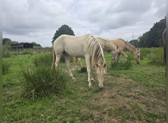 American Paint Horse, Jument, 2 Ans, 153 cm, Champagne