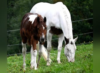 American Paint Horse, Jument, 2 Ans, 158 cm, Tobiano-toutes couleurs