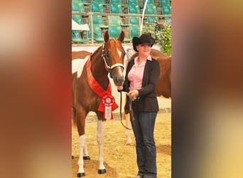 American Paint Horse, Jument, 2 Ans, 160 cm, Tobiano-toutes couleurs