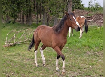 American Paint Horse, Jument, 2 Ans, Bai