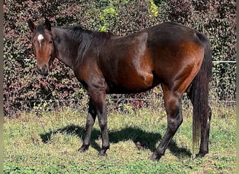 American Paint Horse, Jument, 2 Ans, Bai