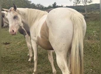 American Paint Horse, Jument, 3 Ans, 143 cm, Tobiano-toutes couleurs