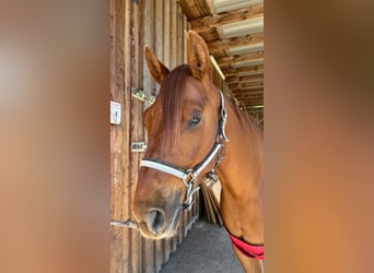 American Paint Horse, Jument, 3 Ans, 144 cm, Alezan brûlé