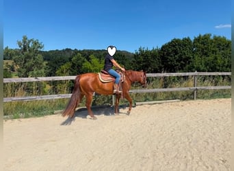 American Paint Horse, Jument, 3 Ans, 144 cm, Alezan brûlé