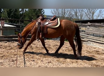 American Paint Horse, Jument, 3 Ans, 144 cm, Alezan brûlé