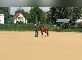 American Paint Horse, Jument, 3 Ans, 144 cm, Alezan brûlé