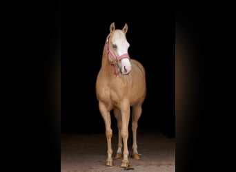 American Paint Horse, Jument, 3 Ans, 145 cm, Palomino