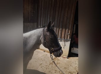 American Paint Horse, Jument, 3 Ans, 145 cm, Rouan Bleu
