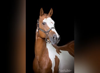 American Paint Horse, Jument, 3 Ans, 150 cm, Alezan brûlé