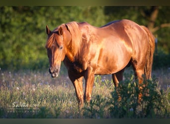 American Paint Horse, Jument, 3 Ans, 150 cm, Alezan brûlé