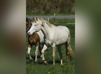 American Paint Horse, Jument, 3 Ans, 150 cm, Perlino
