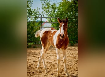 American Paint Horse, Jument, 3 Ans, 150 cm, Pinto