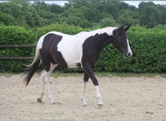 American Paint Horse, Jument, 3 Ans, 150 cm