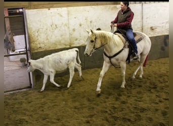 American Paint Horse, Jument, 3 Ans, 152 cm, Palomino