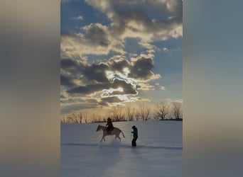 American Paint Horse, Jument, 3 Ans, 152 cm, Palomino
