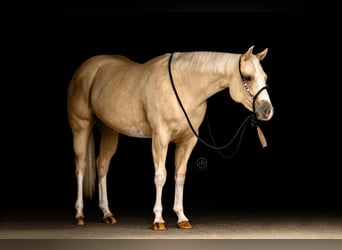 American Paint Horse, Jument, 3 Ans, 152 cm, Palomino