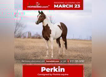 American Paint Horse, Jument, 3 Ans, 152 cm, Pinto