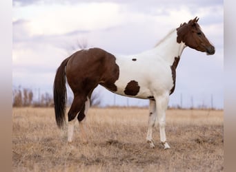 American Paint Horse, Jument, 3 Ans, 152 cm, Pinto