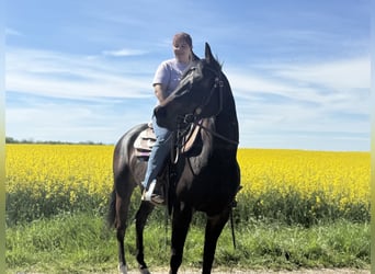 American Paint Horse, Jument, 3 Ans, 153 cm, Bai brun foncé