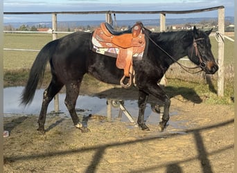 American Paint Horse, Jument, 3 Ans, 153 cm, Bai brun foncé
