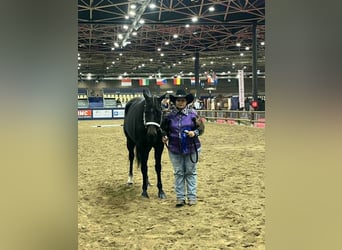 American Paint Horse, Jument, 3 Ans, 153 cm, Bai brun