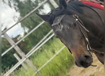 American Paint Horse, Jument, 3 Ans, 153 cm, Bai brun