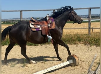 American Paint Horse, Jument, 3 Ans, 153 cm, Bai brun