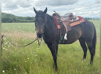 American Paint Horse, Jument, 3 Ans, 153 cm, Bai brun