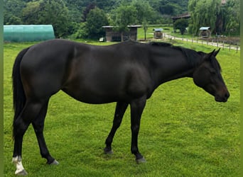 American Paint Horse, Jument, 3 Ans, 153 cm, Bai brun