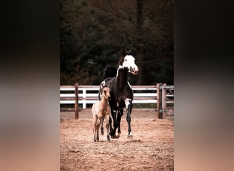 American Paint Horse Croisé, Jument, 3 Ans, 155 cm, Buckskin