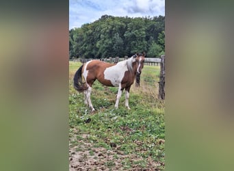 American Paint Horse, Jument, 3 Ans, 155 cm, Tobiano-toutes couleurs