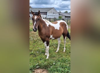 American Paint Horse, Jument, 3 Ans, 155 cm, Tobiano-toutes couleurs