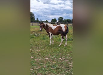American Paint Horse, Jument, 3 Ans, 155 cm, Tobiano-toutes couleurs
