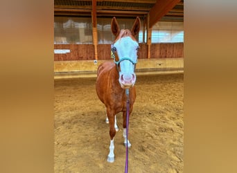 American Paint Horse, Jument, 3 Ans, Alezan brûlé