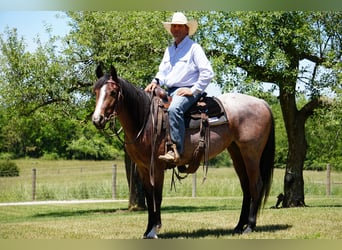 American Paint Horse, Jument, 3 Ans, Roan-Bay