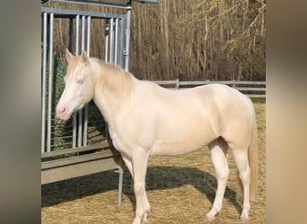 American Paint Horse, Jument, 4 Ans, 150 cm, Perlino