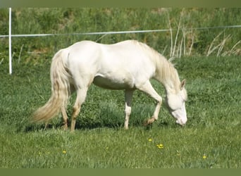 American Paint Horse, Jument, 4 Ans, 150 cm