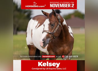 American Paint Horse, Jument, 4 Ans, Pinto