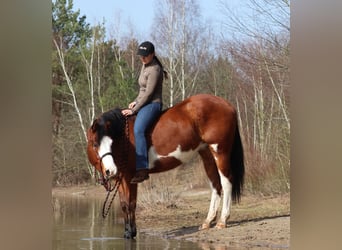 American Paint Horse Croisé, Jument, 4 Ans, Tobiano-toutes couleurs