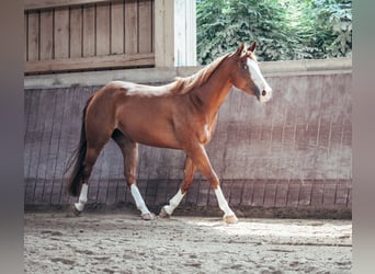 American Paint Horse, Jument, 5 Ans, 146 cm, Alezan