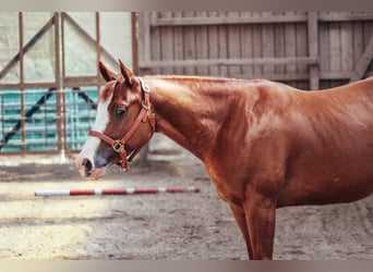 American Paint Horse, Jument, 5 Ans, 146 cm, Alezan