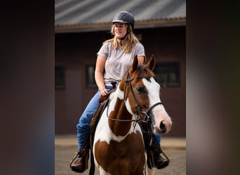American Paint Horse, Jument, 5 Ans, 150 cm, Tobiano-toutes couleurs